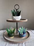 Glass Succulent Class