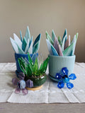 Glass Succulent Class